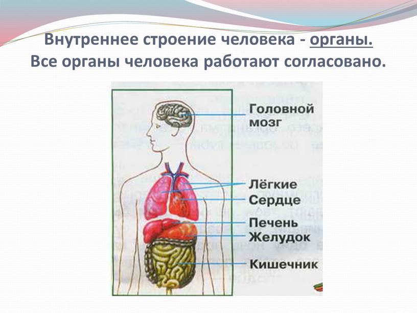 Внутреннее строение человека - органы