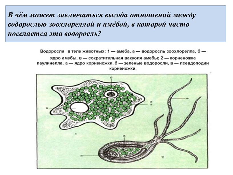 В чём может заключаться выгода отношений между водорослью зоохлореллой и амёбой, в которой часто поселяется эта водоросль?