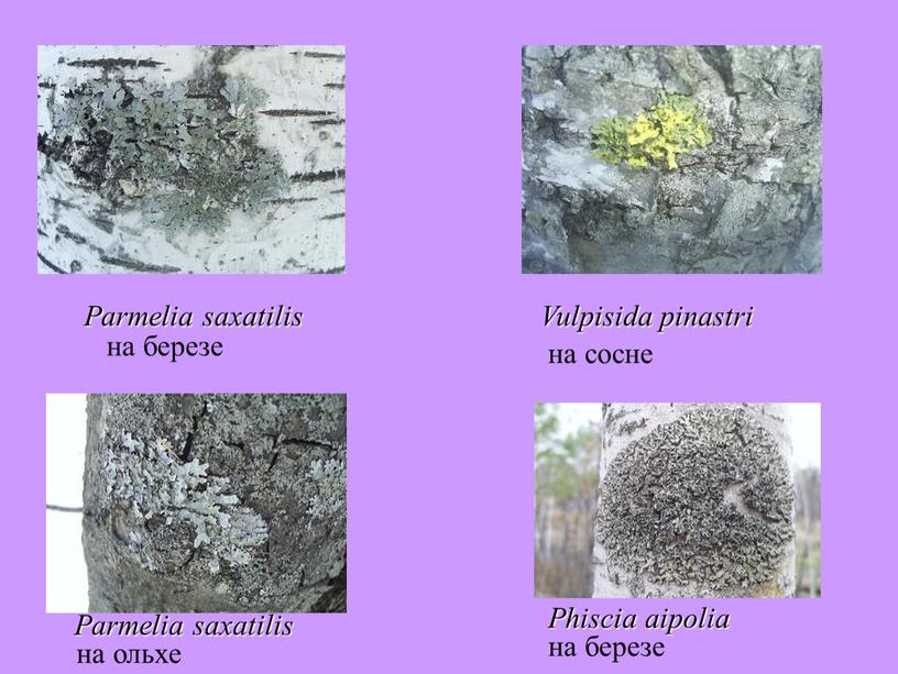 Parmelia saxatilis на березе Vulpisida pinastri на сосне