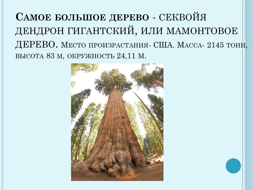 Самое большое дерево - секвойя дендрон гигантский, или мамонтовое дерево