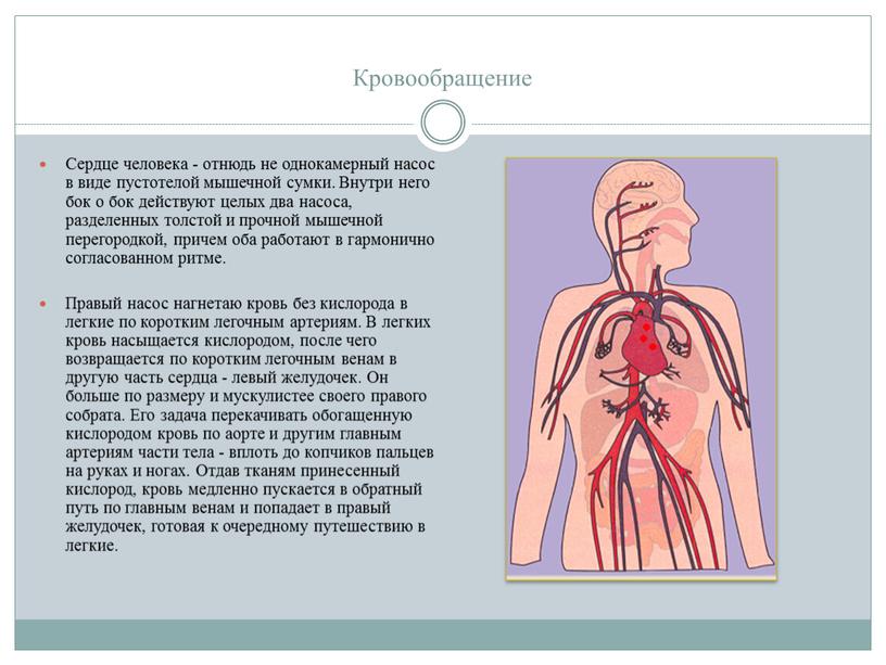 Кровообращение Сердце человека - отнюдь не однокамерный насос в виде пустотелой мышечной сумки