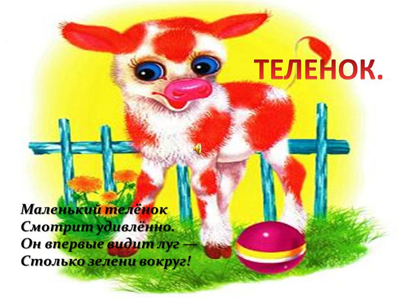 ТЕЛЕНОК. Маленький телёнок