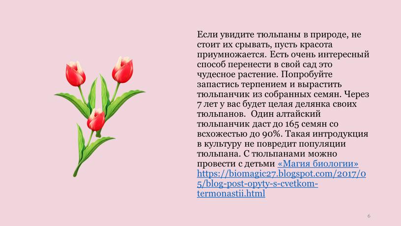 Если увидите тюльпаны в природе, не стоит их срывать, пусть красота приумножается