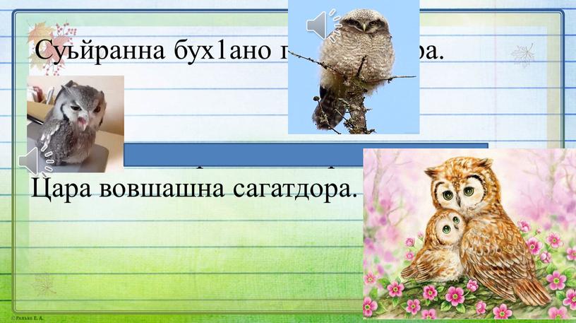 Суьйранна бух1ано г1овг1а йора