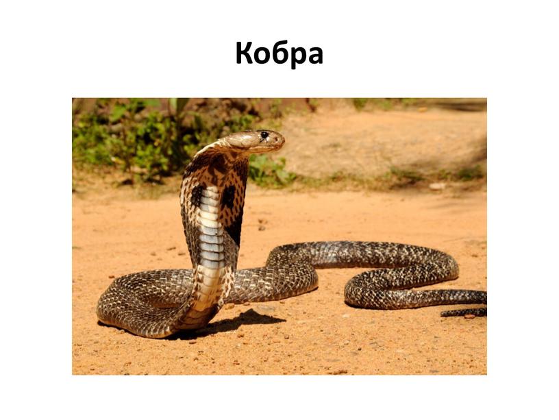 Кобра