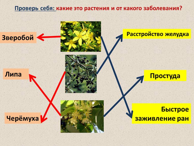 Проверь себя: какие это растения и от какого заболевания?