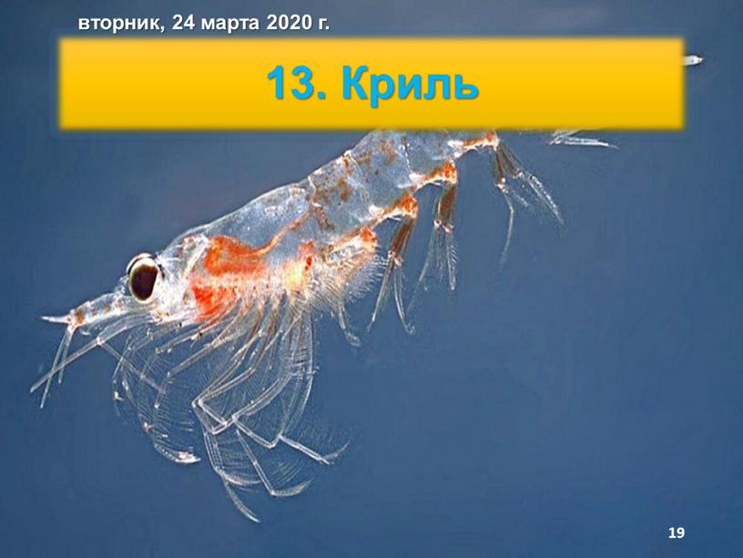 Криль вторник, 24 марта 2020 г