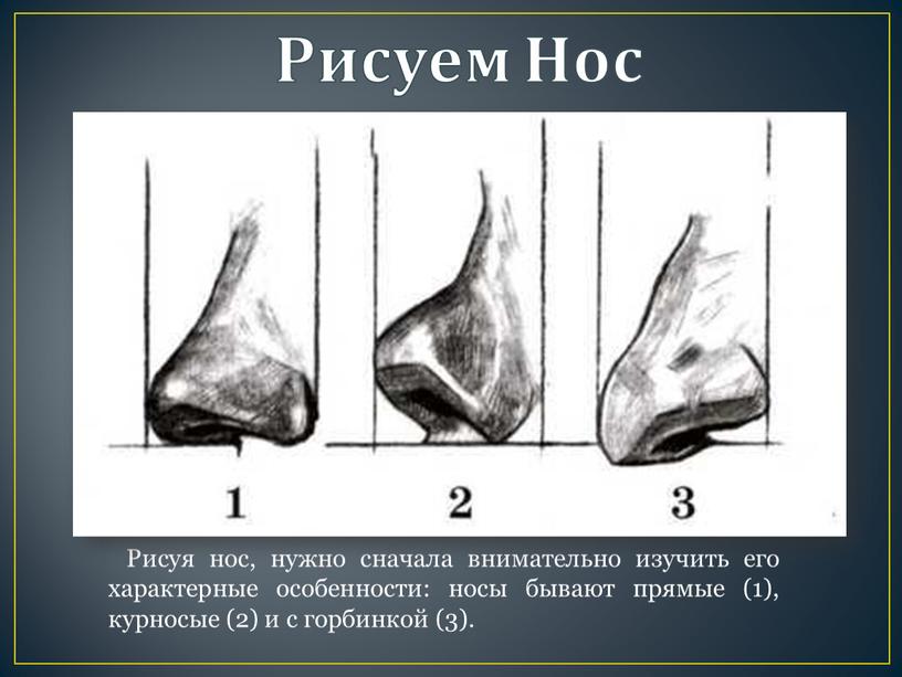 Рисуем Нос Рисуя нос, нужно сначала внимательно изучить его характер­ные особенности: носы бывают прямые (1), курносые (2) и с гор­бинкой (3)