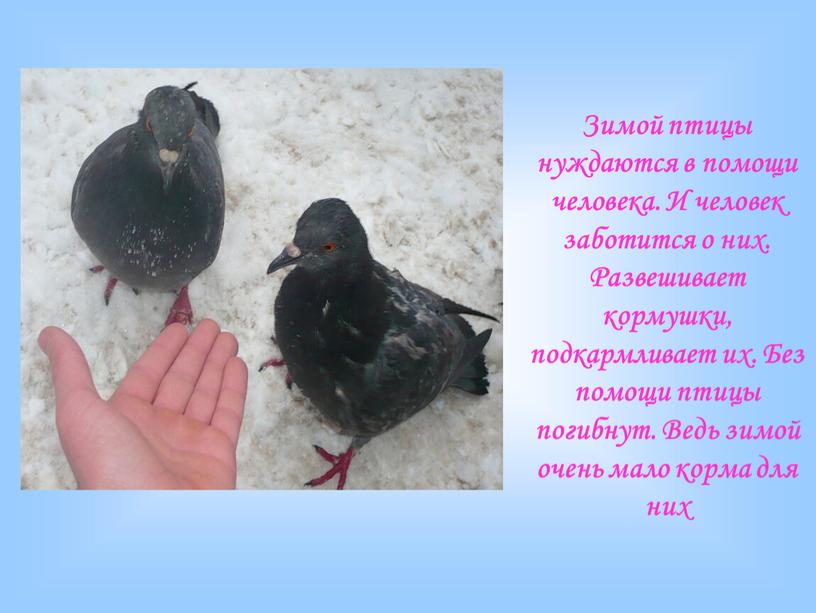 Зимой птицы нуждаются в помощи человека