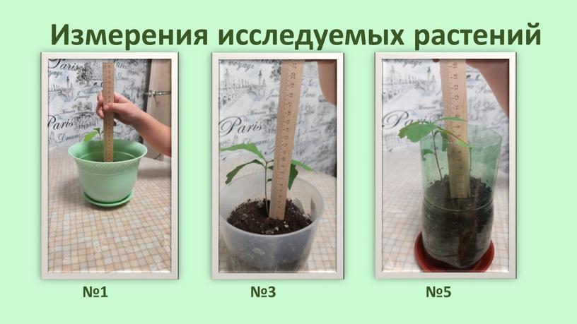 Измерения исследуемых растений №1 №3 №5