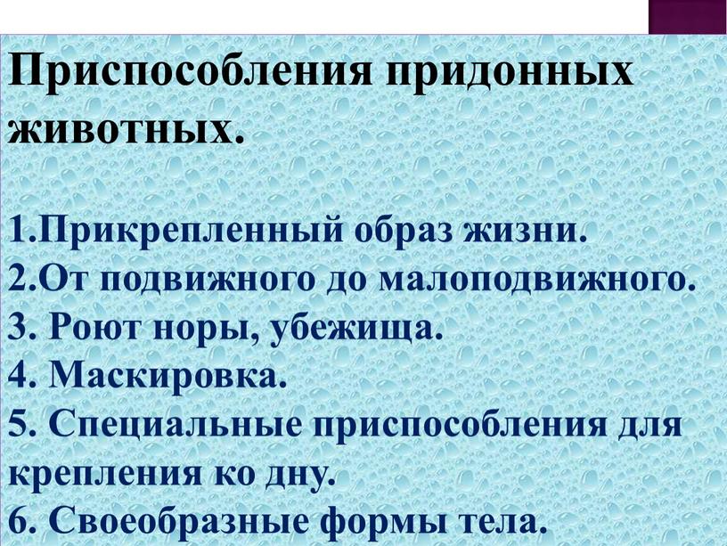 Приспособления придонных животных