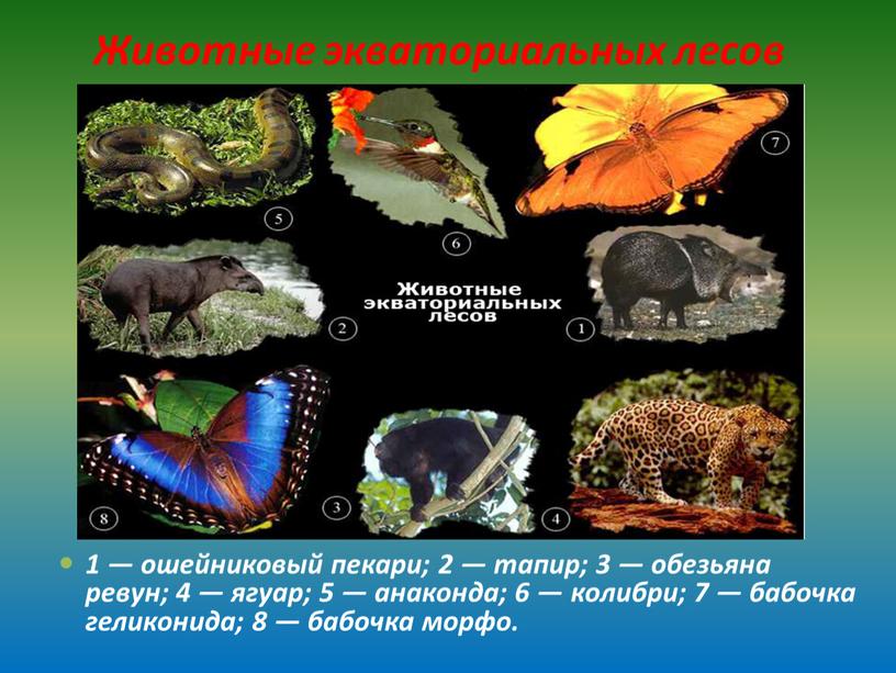 Животные экваториальных лесов 1 — ошейниковый пекари; 2 — тапир; 3 — обезьяна ревун; 4 — ягуар; 5 — анаконда; 6 — колибри; 7 —…