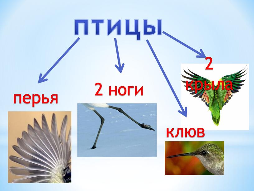 птицы перья 2 ноги клюв 2 крыла