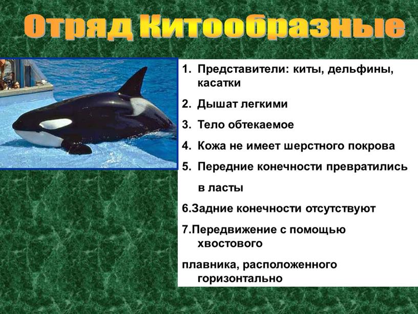 Отряд Китообразные Представители: киты, дельфины, касатки