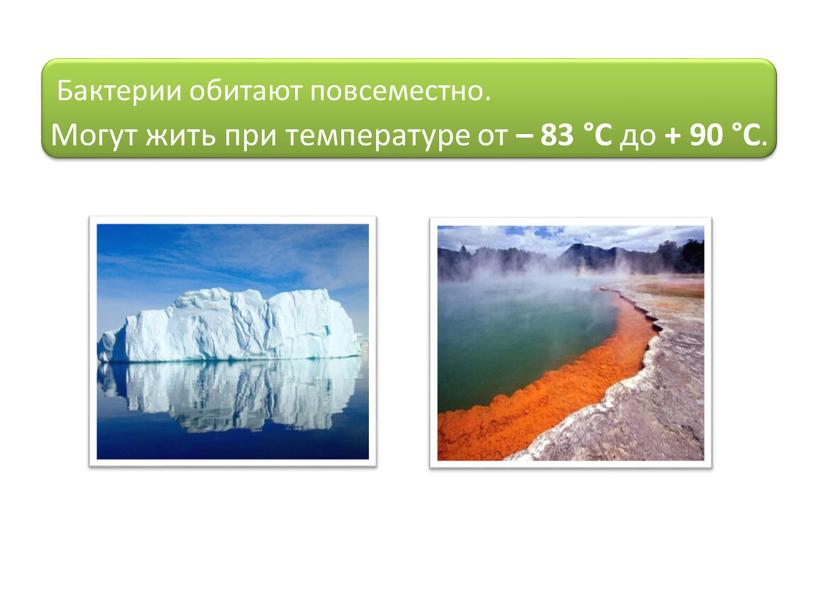 Могут жить при температуре от – 83 °С до + 90 °С