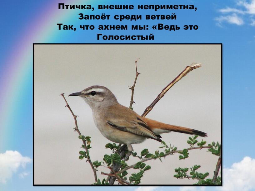 Птичка, внешне неприметна, Запоёт среди ветвей