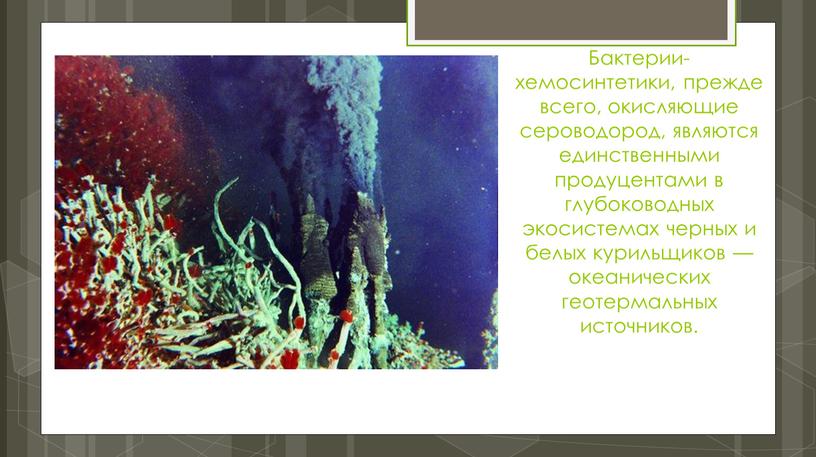 Бактерии-хемосинтетики, прежде всего, окисляющие сероводород, являются единственными продуцентами в глубоководных экосистемах черных и белых курильщиков — океанических геотермальных источников
