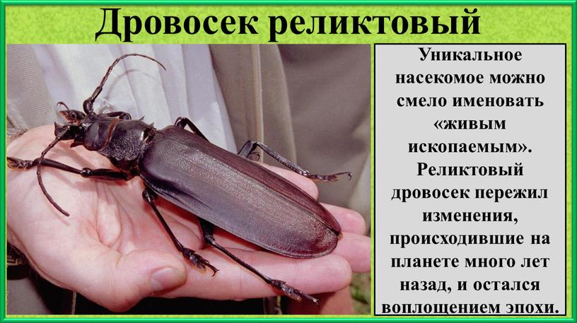 Дровосек реликтовый Уникальное насекомое можно смело именовать «живым ископаемым»