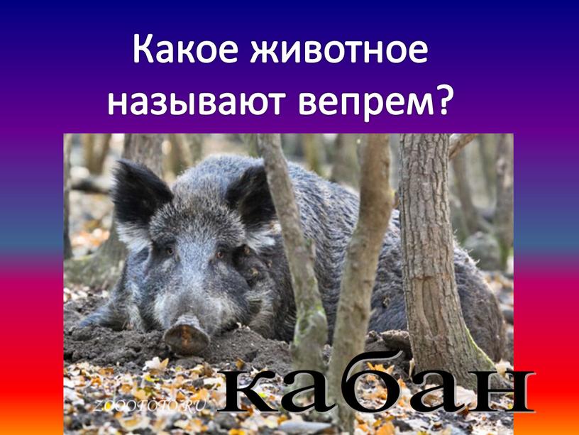 Какое животное называют вепрем? кабан