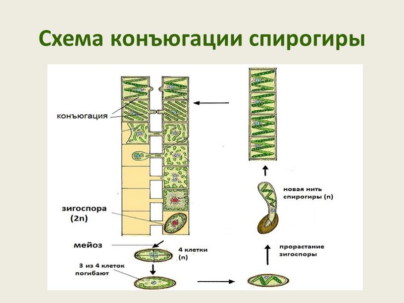 Схема конъюгации спирогиры