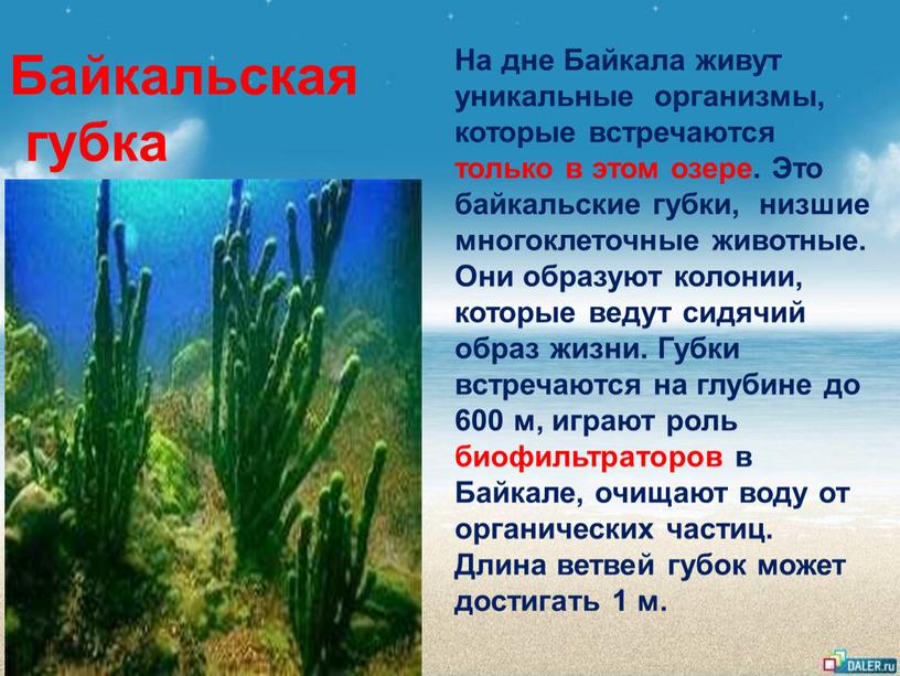 Байкальская губка На дне Байкала живут уникальные организмы, которые встречаются только в этом озере