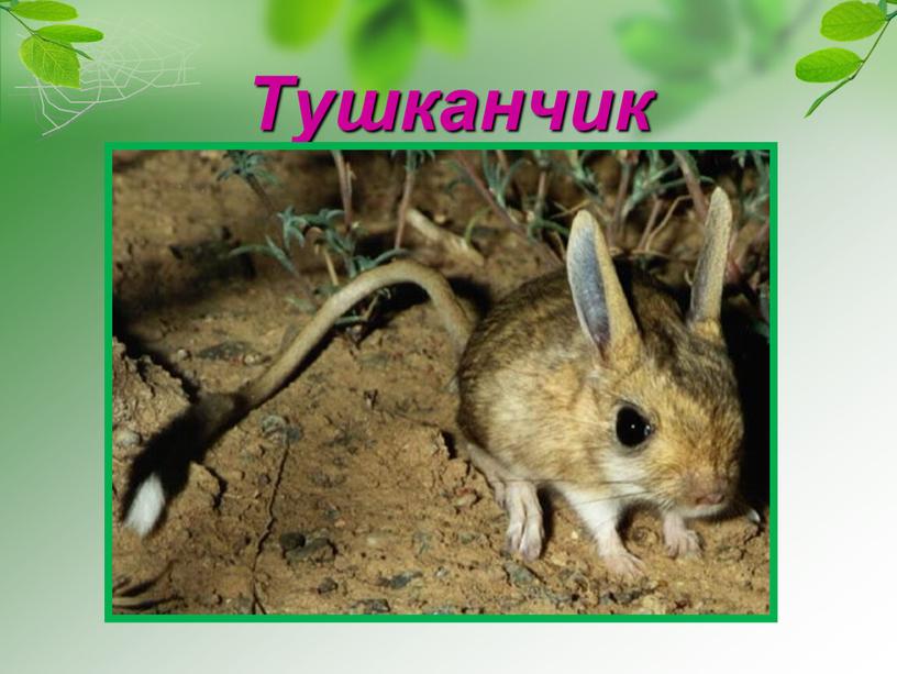 Тушканчик