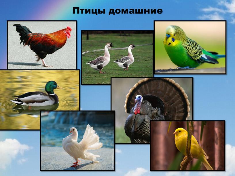 Птицы домашние