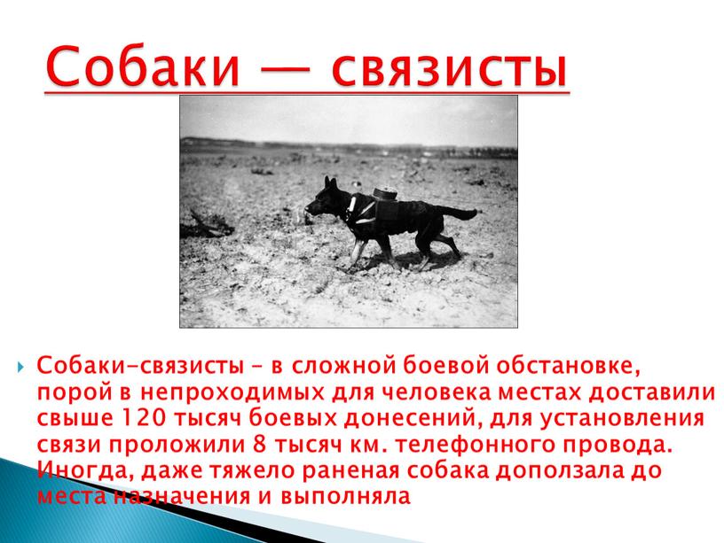 Собаки-связисты – в сложной боевой обстановке, порой в непроходимых для человека местах доставили свыше 120 тысяч боевых донесений, для установления связи проложили 8 тысяч км