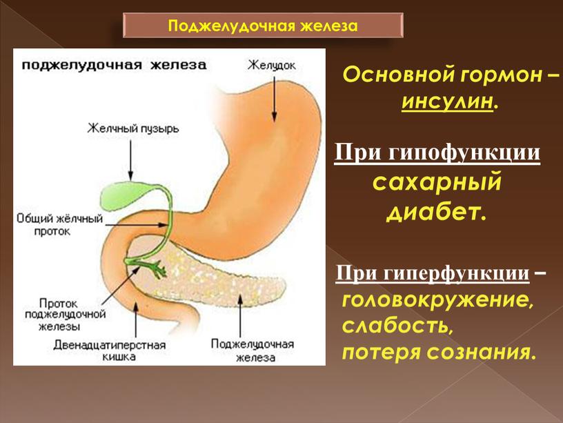 Поджелудочная железа Основной гормон – инсулин