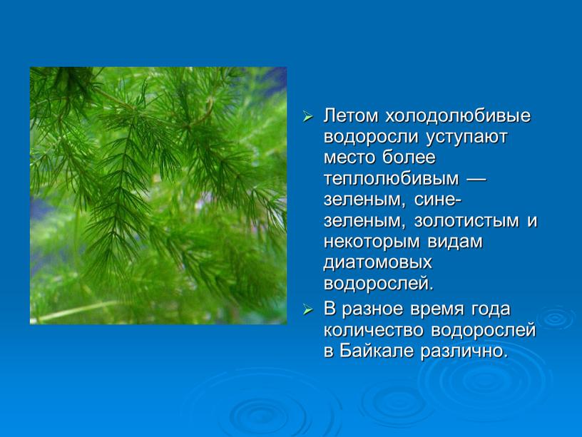 Летом холодолюбивые водоросли уступают место более теплолюбивым — зеленым, сине-зеленым, золотистым и некоторым видам диатомовых водорослей