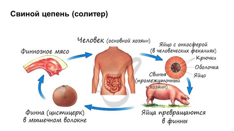 Свиной цепень (солитер)