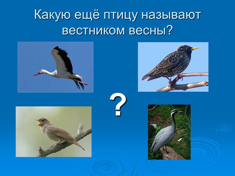 Какую ещё птицу называют вестником весны? ?