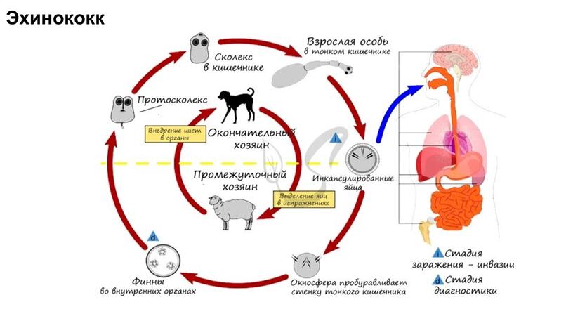 Эхинококк