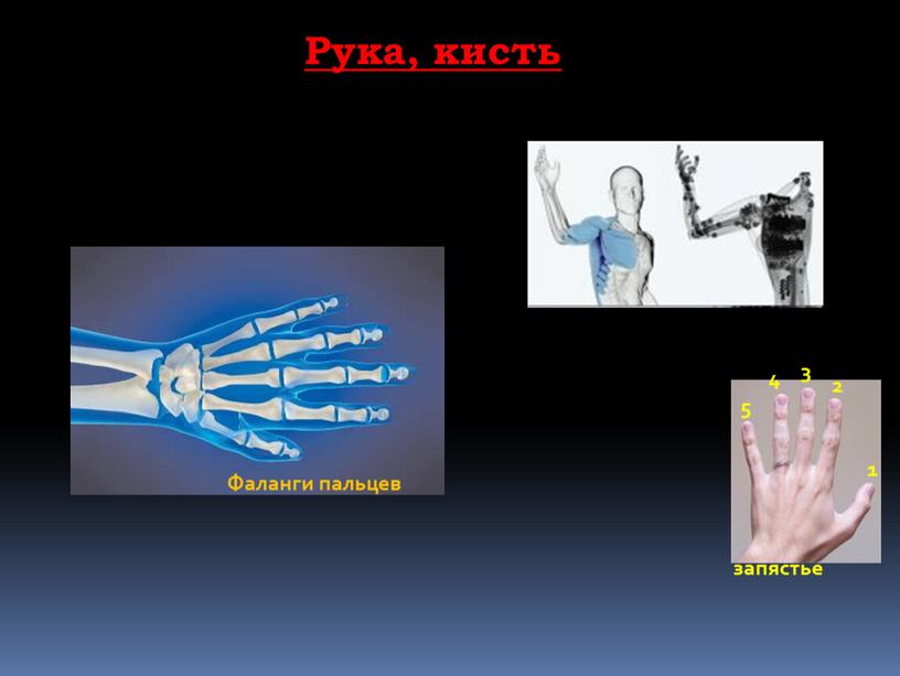 1 2 5 4 3 запястье Рука, кисть Фаланги пальцев