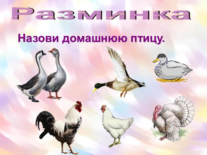 Назови домашнюю птицу. Разминка