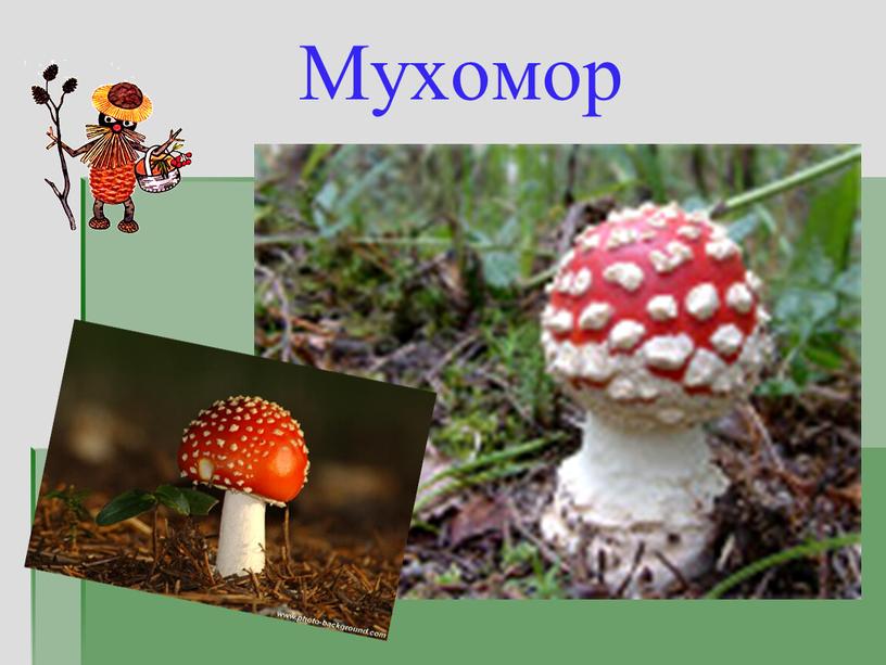 Мухомор