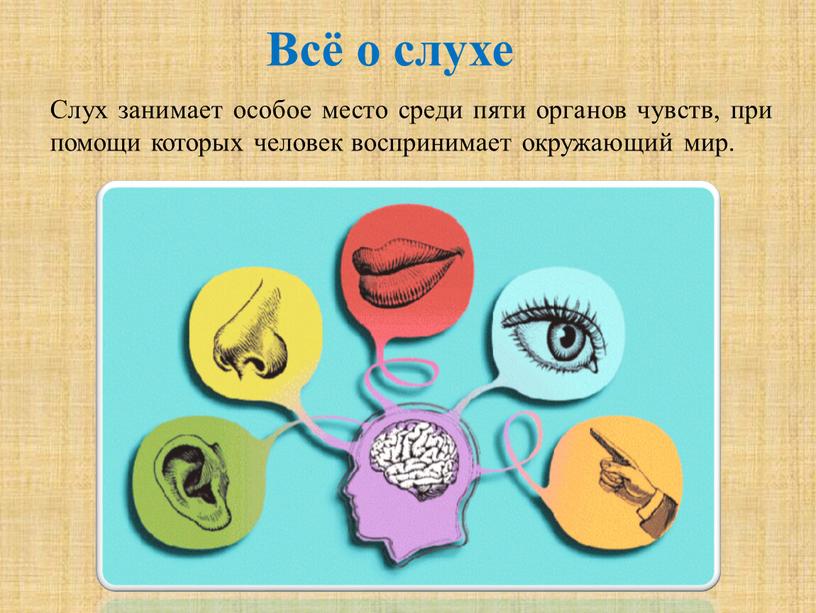 Всё о слухе Слух занимает особое место среди пяти органов чувств, при помощи которых человек воспринимает окружающий мир