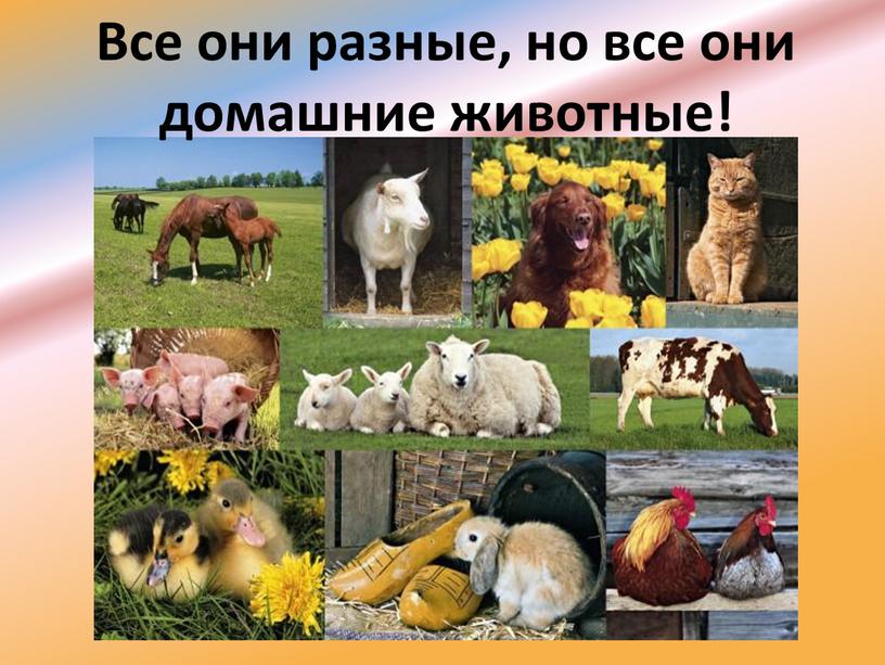 Все они разные, но все они домашние животные!