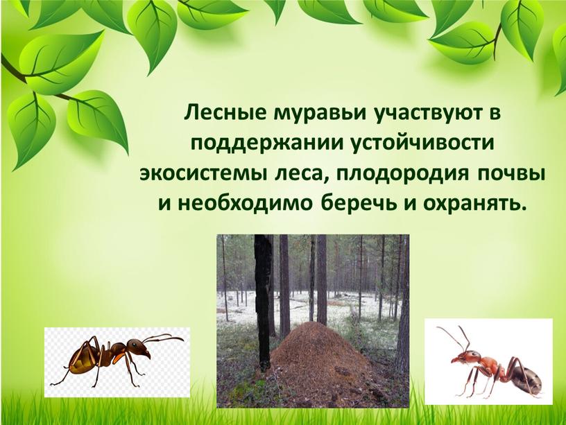 Лесные муравьи участвуют в поддержании устойчивости экосистемы леса, плодородия почвы и необходимо беречь и охранять
