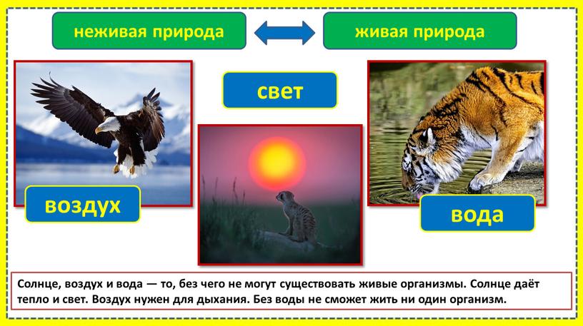 Солнце, воздух и вода — то, без чего не могут существовать живые организмы