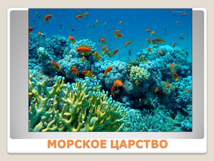 МОРСКОЕ ЦАРСТВО