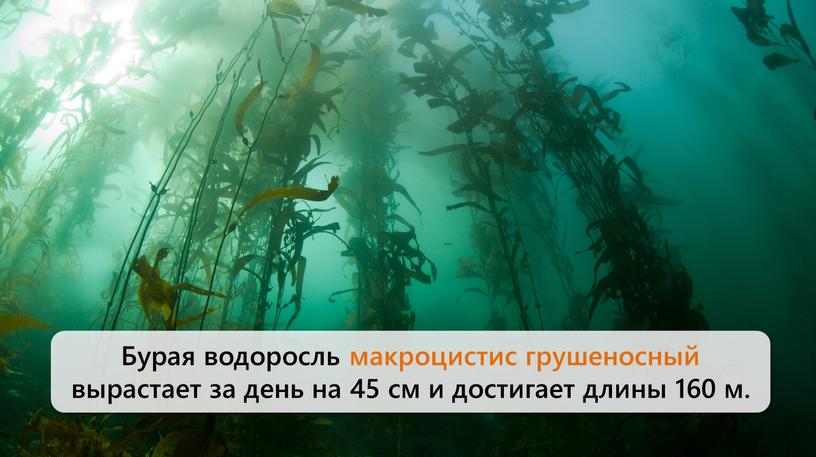 Бурая водоросль макроцистис грушеносный вырастает за день на 45 см и достигает длины 160 м