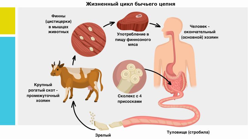 Жизненный цикл бычьего цепня