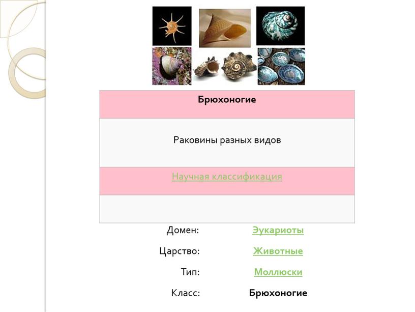 Брюхоногие Раковины разных видов