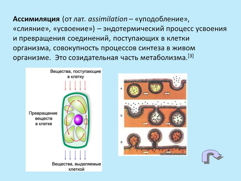 Ассимиляция (от лат. assimilation – «уподобление», «слияние», «усвоение») – эндотермический процесс усвоения и превращения соединений, поступающих в клетки организма, совокупность процессов синтеза в живом организме