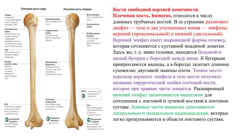 Кости свободной верхней конечности