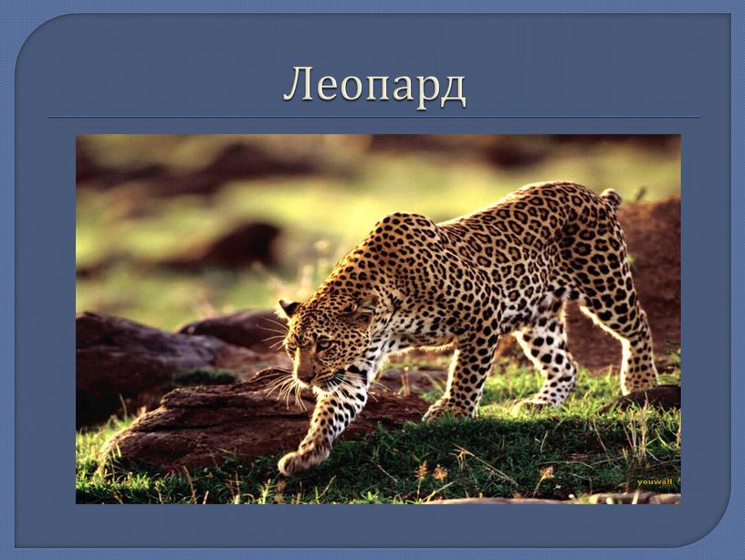 Леопард