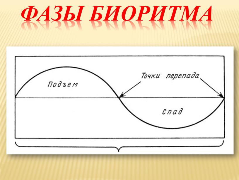 Фазы биоритма