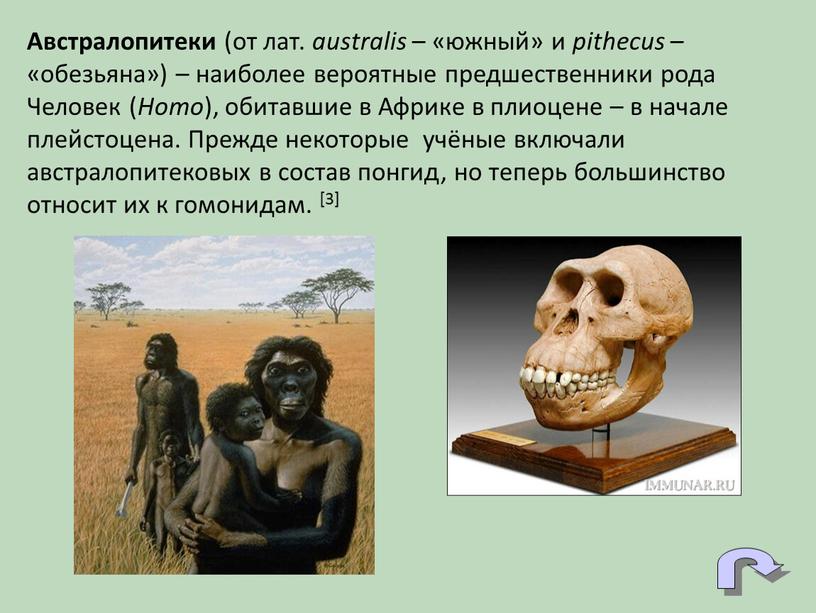 Австралопитеки (от лат. australis – «южный» и pithecus – «обезьяна») – наиболее вероятные предшественники рода