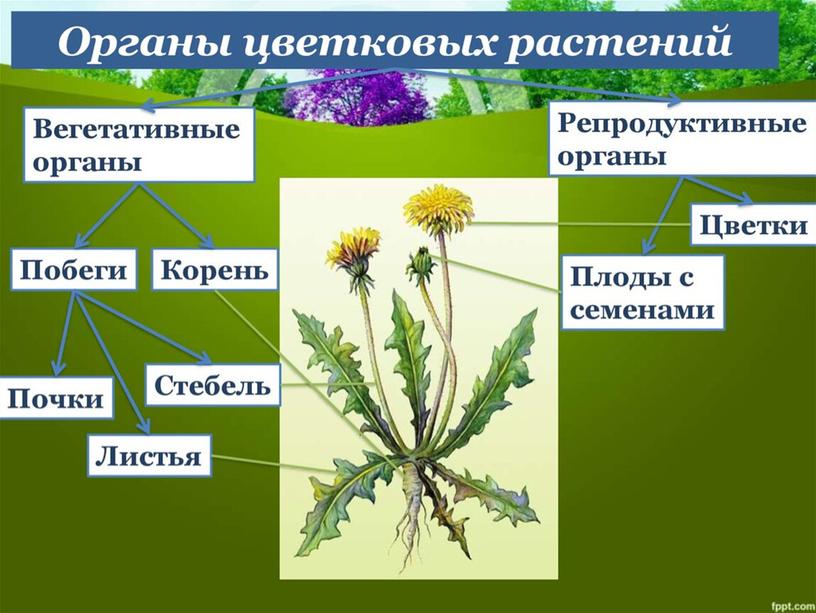 Царства растений